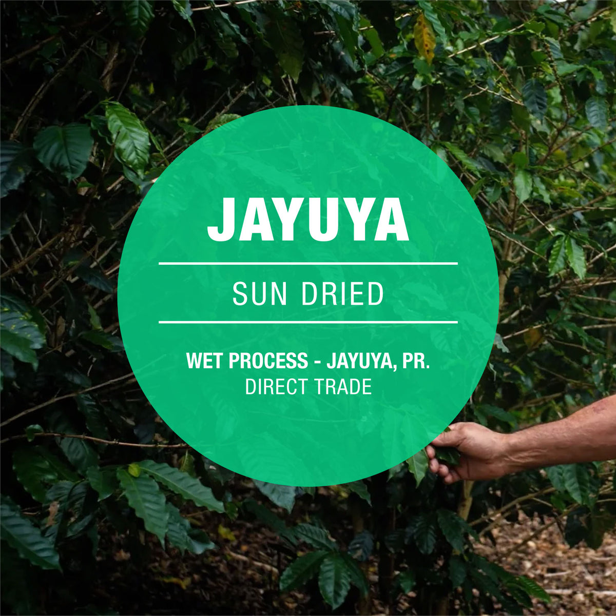 Jayuya, Puerto Rico Coffee 8oz