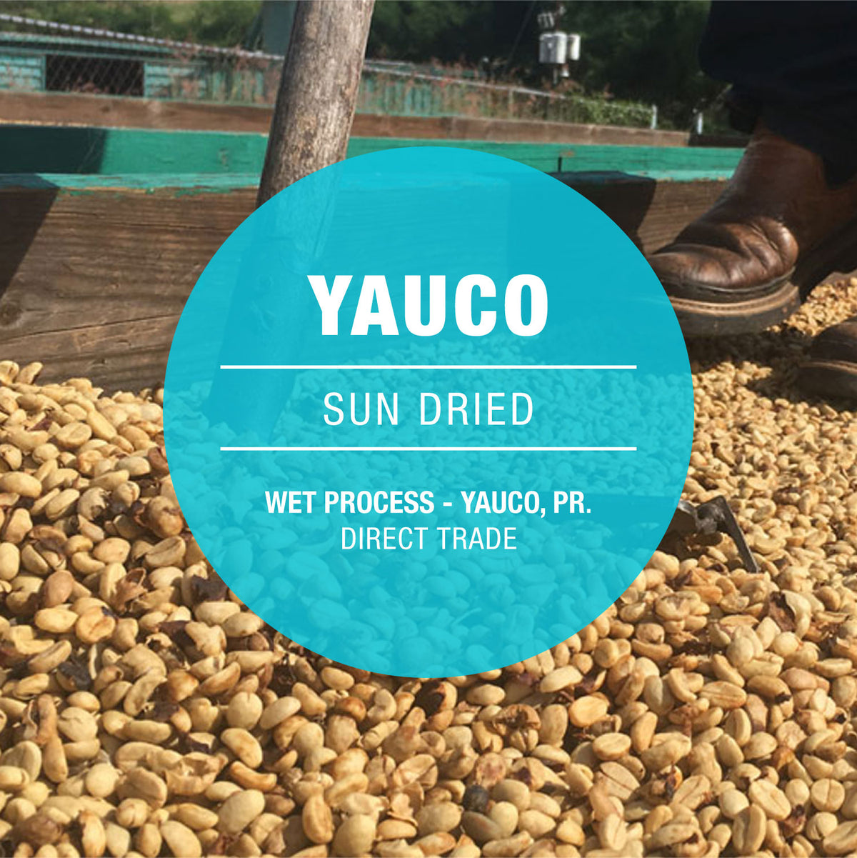 Yauco, Puerto Rico Coffee 8oz