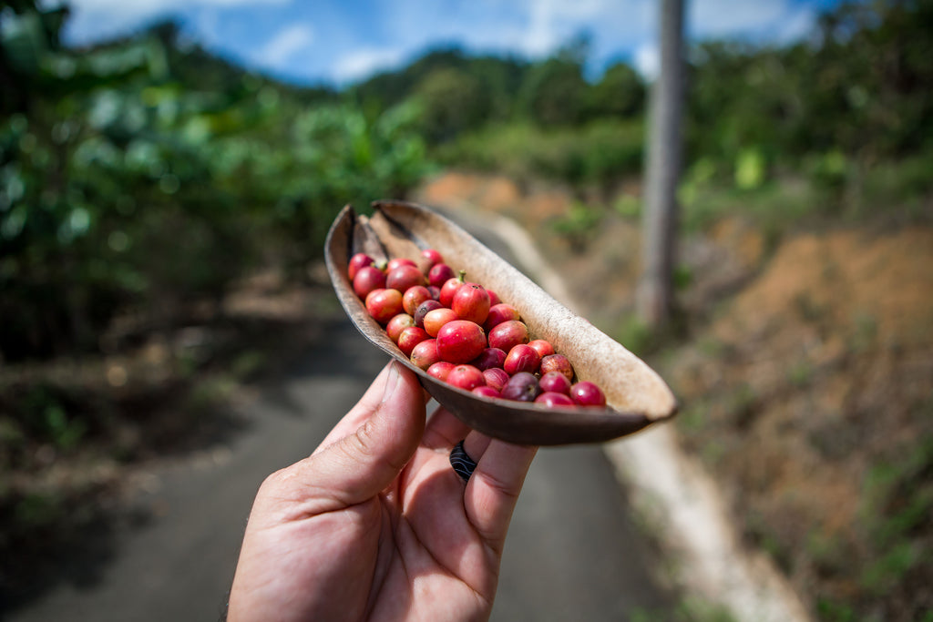REcolecta: Coffee Pickers Contest